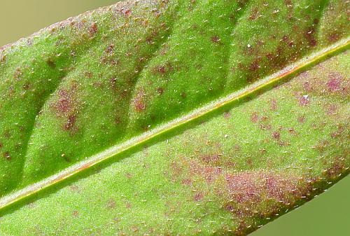 Persicaria_maculosa_leaf1a.jpg