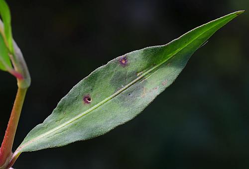 Persicaria_maculosa_leaf1b.jpg