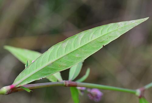 Persicaria_maculosa_leaf2.jpg