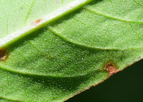 Persicaria_maculosa_leaf2a.jpg