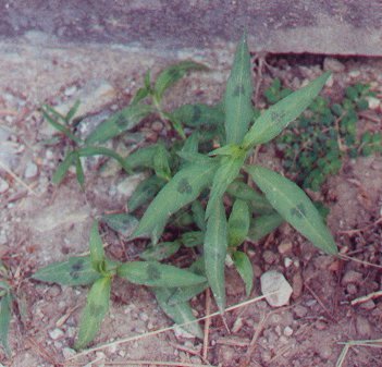 Persicaria_maculosa_leaves_peg.jpg