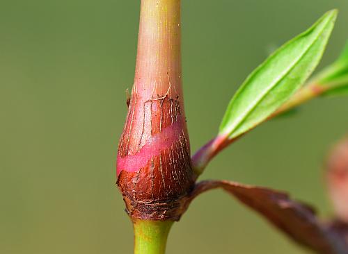 Persicaria_maculosa_ocrea.jpg