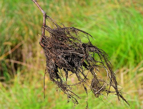 Persicaria_maculosa_roots.jpg