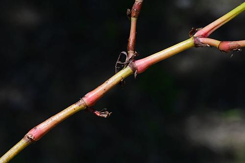 Persicaria_maculosa_stem1.jpg