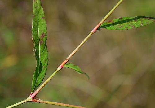 Persicaria_maculosa_stem2.jpg