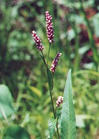 Persicaria maculosa thumbnail