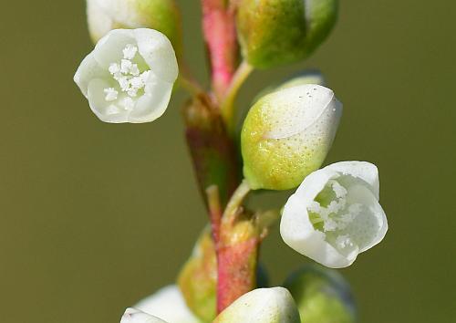 Persicaria_punctata_flowers.jpg