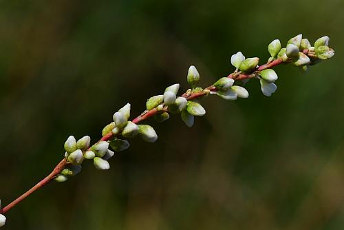 Persicaria_punctata_inflorescence.jpg