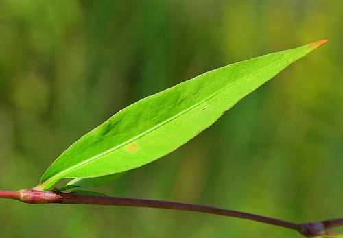 Persicaria_punctata_leaf1.jpg