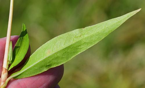 Persicaria_punctata_leaf2.jpg