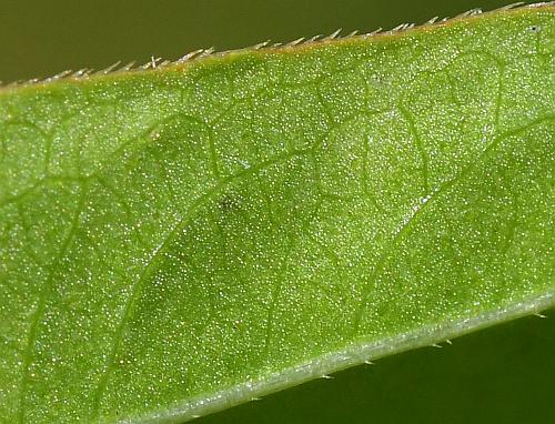 Persicaria_punctata_leaf2a.jpg