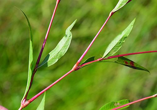 Persicaria_punctata_leaves.jpg