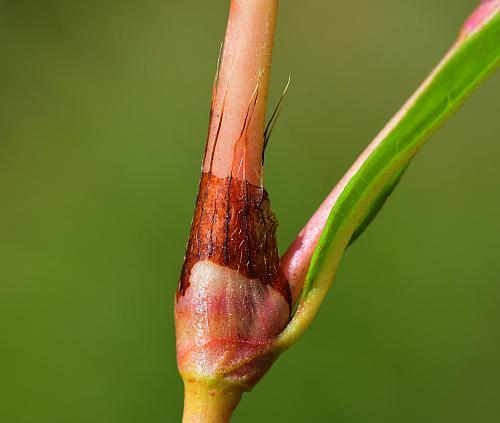 Persicaria_punctata_ocrea2.jpg