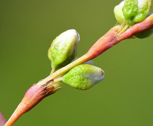 Persicaria_punctata_ocreolae.jpg