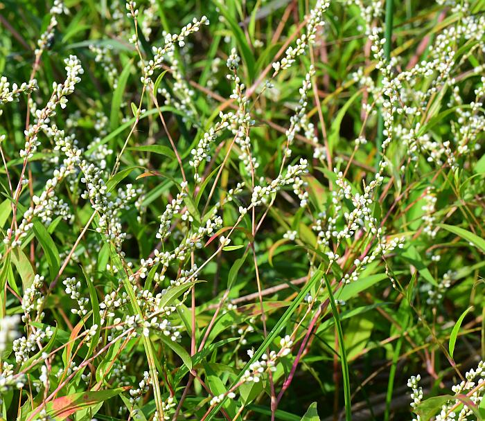 Persicaria_punctata_plant.jpg