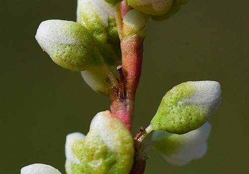 Persicaria_punctata_punct2.jpg