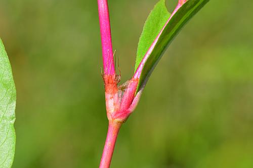 Persicaria_punctata_stem.jpg