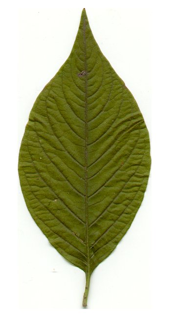 Persicaria_virginiana_leaf.jpg