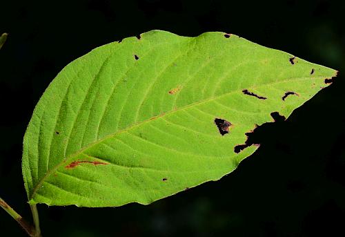 Persicaria_virginiana_leaf1.jpg