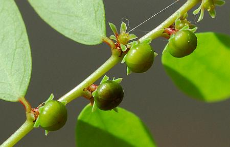 Phyllanthus_caroliniensis_fruits.jpg