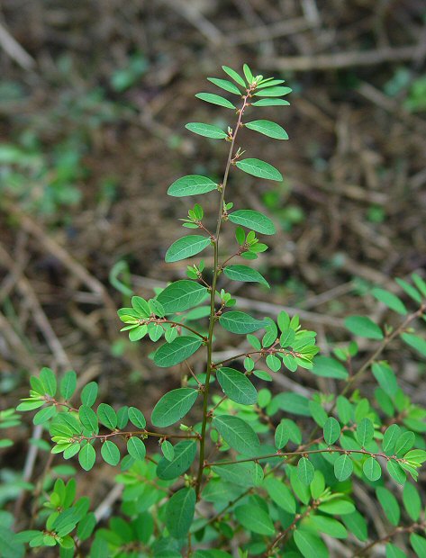 Phyllanthus_caroliniensis_plant.jpg