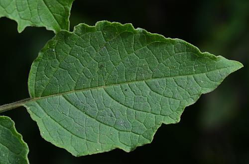 Physalis_heterophylla_leaf1.jpg