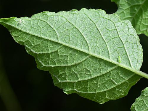 Physalis_heterophylla_leaf2.jpg