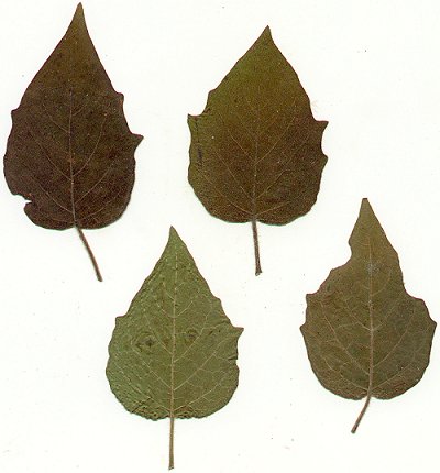 Physalis_heterophylla_pressed_leaves.jpg