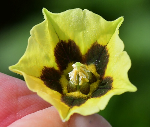 Physalis_longifolia_corolla.jpg