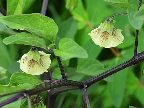 Physalis_longifolia_flowers.jpg