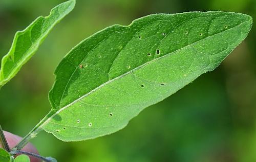 Physalis_longifolia_leaf1.jpg