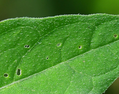 Physalis_longifolia_leaf1a.jpg