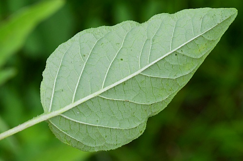 Physalis_longifolia_leaf2.jpg