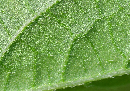 Physalis_longifolia_leaf2a.jpg