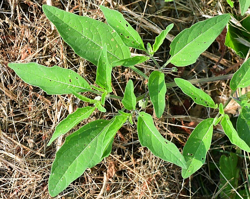 Physalis_longifolia_leaves.jpg