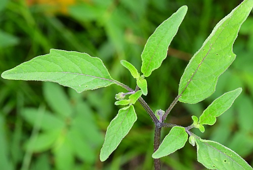 Physalis_longifolia_leaves2.jpg