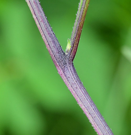 Physalis_longifolia_stem2.jpg