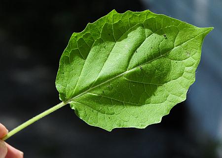Physalis_missouriensis_leaf1.jpg