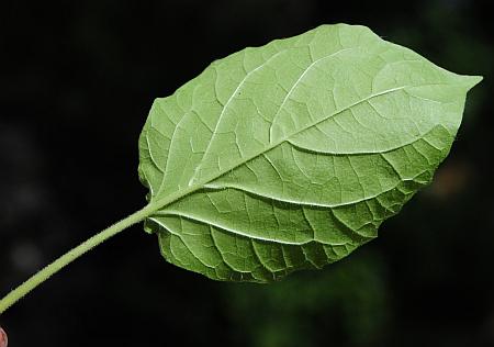 Physalis_missouriensis_leaf2.jpg