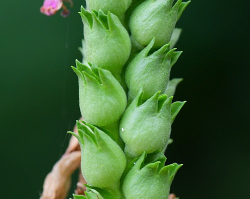 Physostegia_virginiana_fruits1.jpg