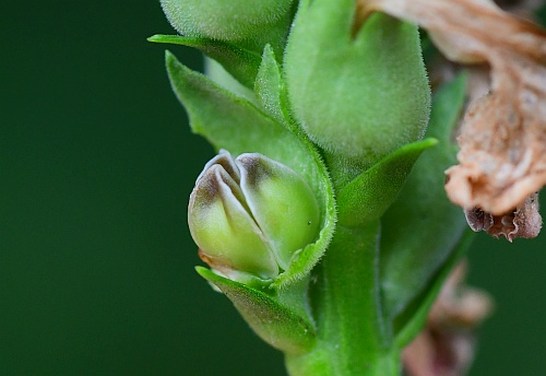 Physostegia_virginiana_nutlets.jpg