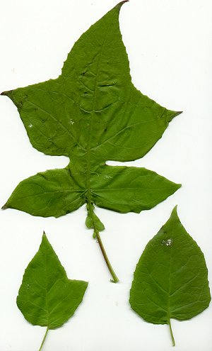 Polymnia_canadensis_leaves2.jpg