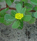 Portulaca oleracea thumbnail