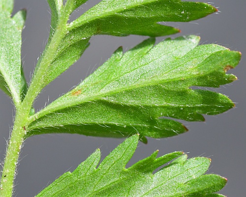 Potentilla_supina_leaflet2.jpg