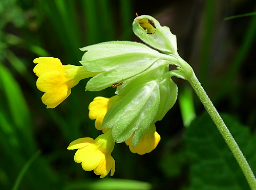 Primula_veris_inflorescence3.jpg