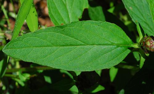 Prunella_vulgaris_leaf1.jpg