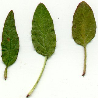 Prunella_vulgaris_leaves.jpg