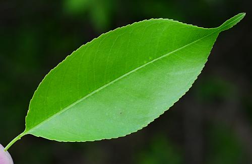 Prunus_serotina_leaf1.jpg