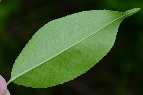 Prunus_serotina_leaf2.jpg