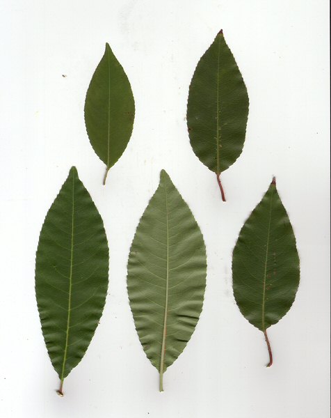 Prunus_serotina_leaves.jpg